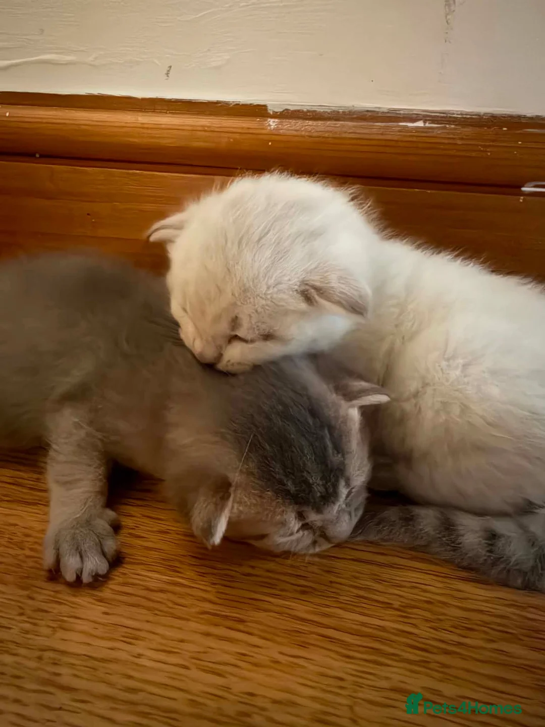 Scottish Fold cats for sale: Baby mix scotish fold🌸🐈❤️ in Chatham - Advert 6