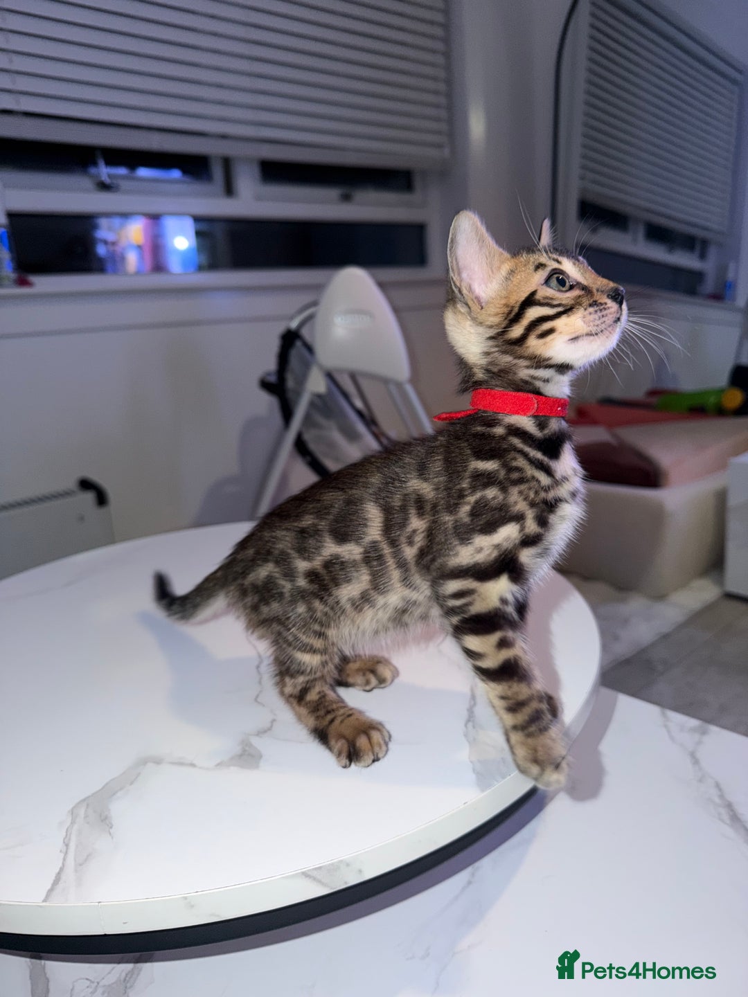 Bengal cats for sale: Bengal Male Kittens Available 🐾  - Advert 10