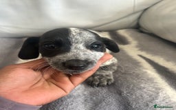Jack Russell dogs for sale: Jack Russel puppies  - Image 1