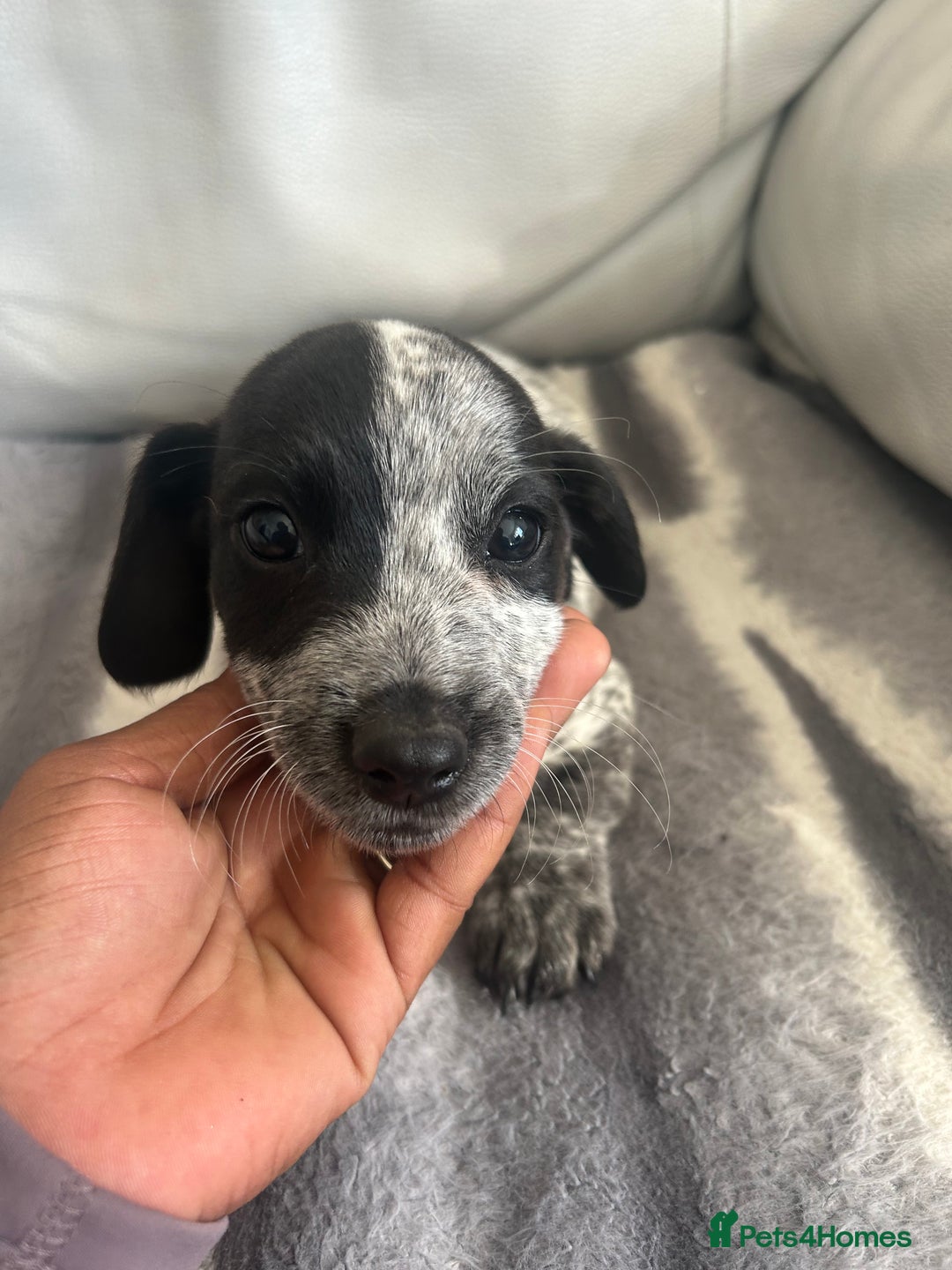 Jack Russell dogs for sale: Jack Russel puppies  - Image 1