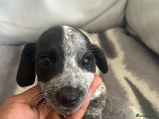 Jack Russell dogs - Advert 30