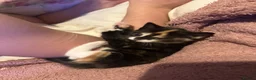 Mixed Breed cats for sale: 1 female kitten - Advert 11