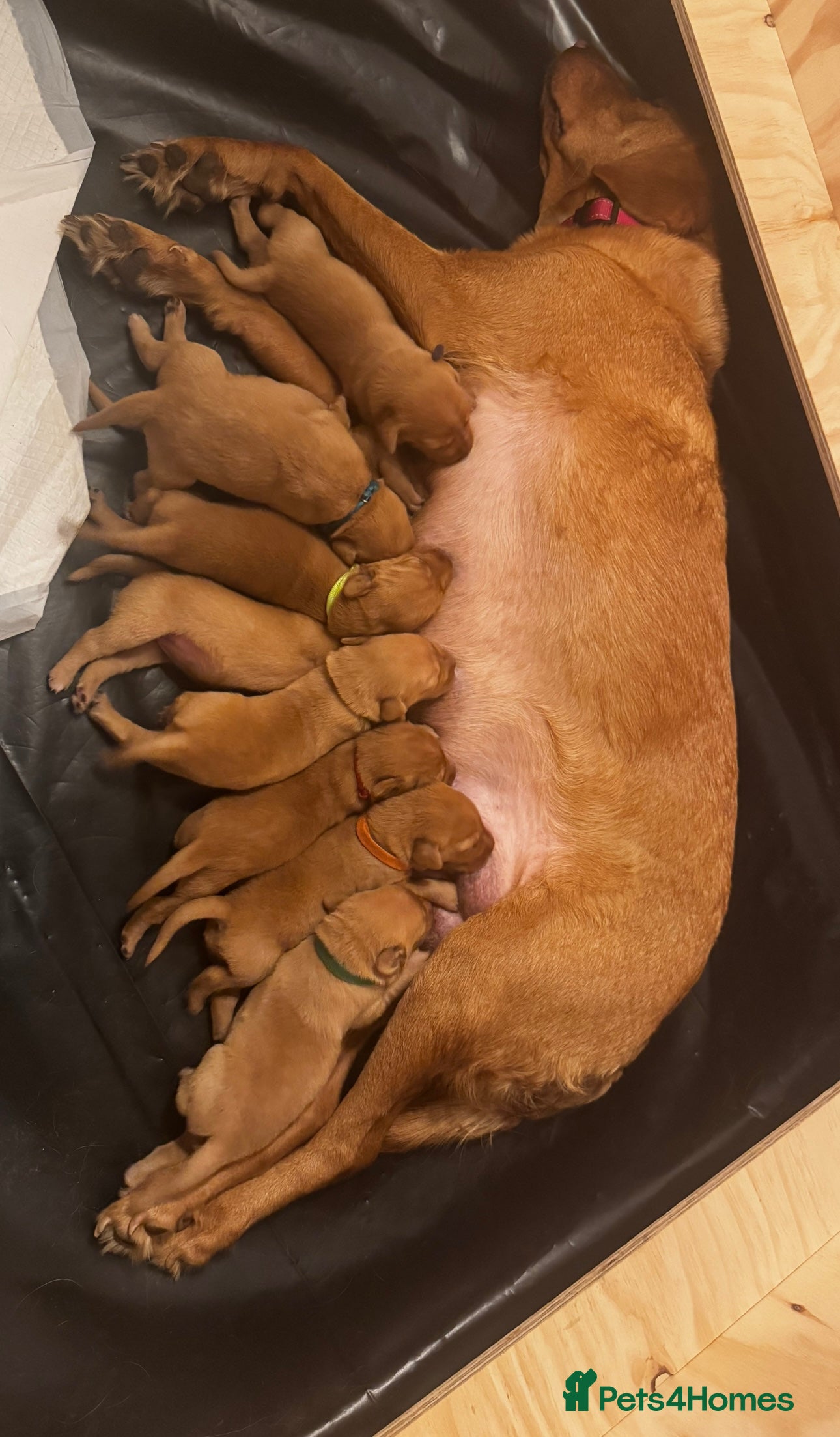 Labrador Retriever dogs Labrador Retriever Puppies - Raised in Family Home - Advert 16