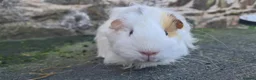 Guinea Pig rodents for sale: Sheltie female guinea pigs - Advert 4
