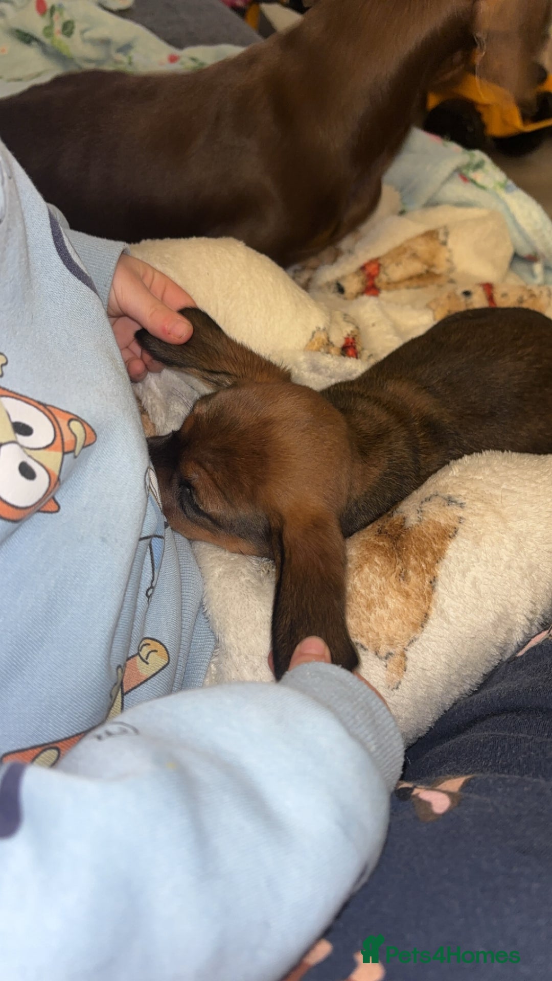 Miniature Dachshund dogs for sale: Miniature shaded red boy available now  - Advert 9