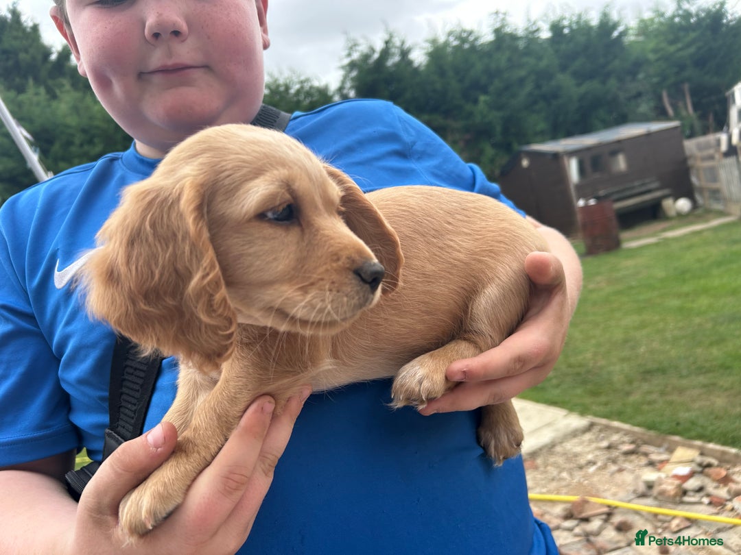 Mixed Breed dogs for sale: Jackapoo spaniel cross - hound puppies  - Image 2