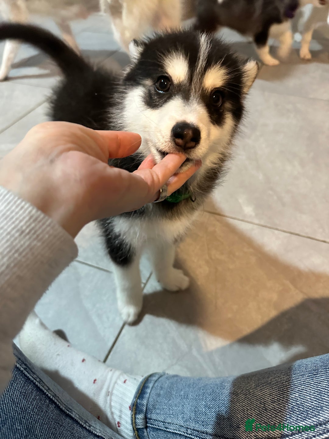 Pomsky dogs for sale: READY SMALL F4 POMSKY - Advert 27