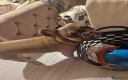Mixed Breed dogs for sale: French bulldog crossed  - Image 6