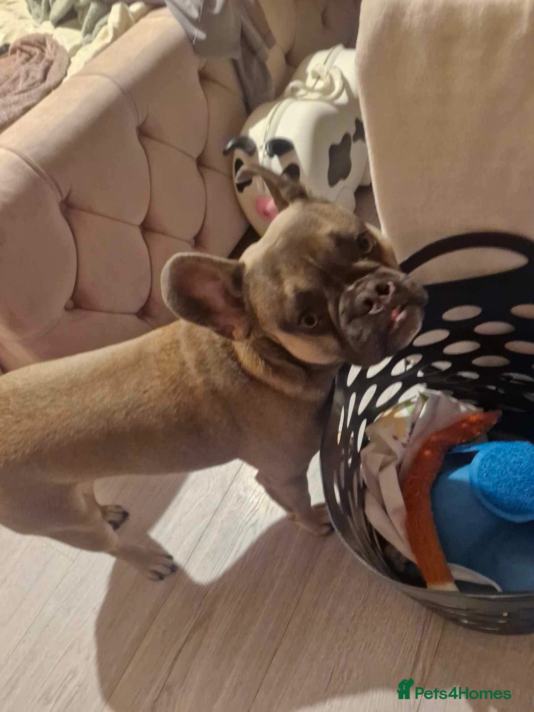 Mixed Breed dogs for sale: French bulldog crossed  - Image 6