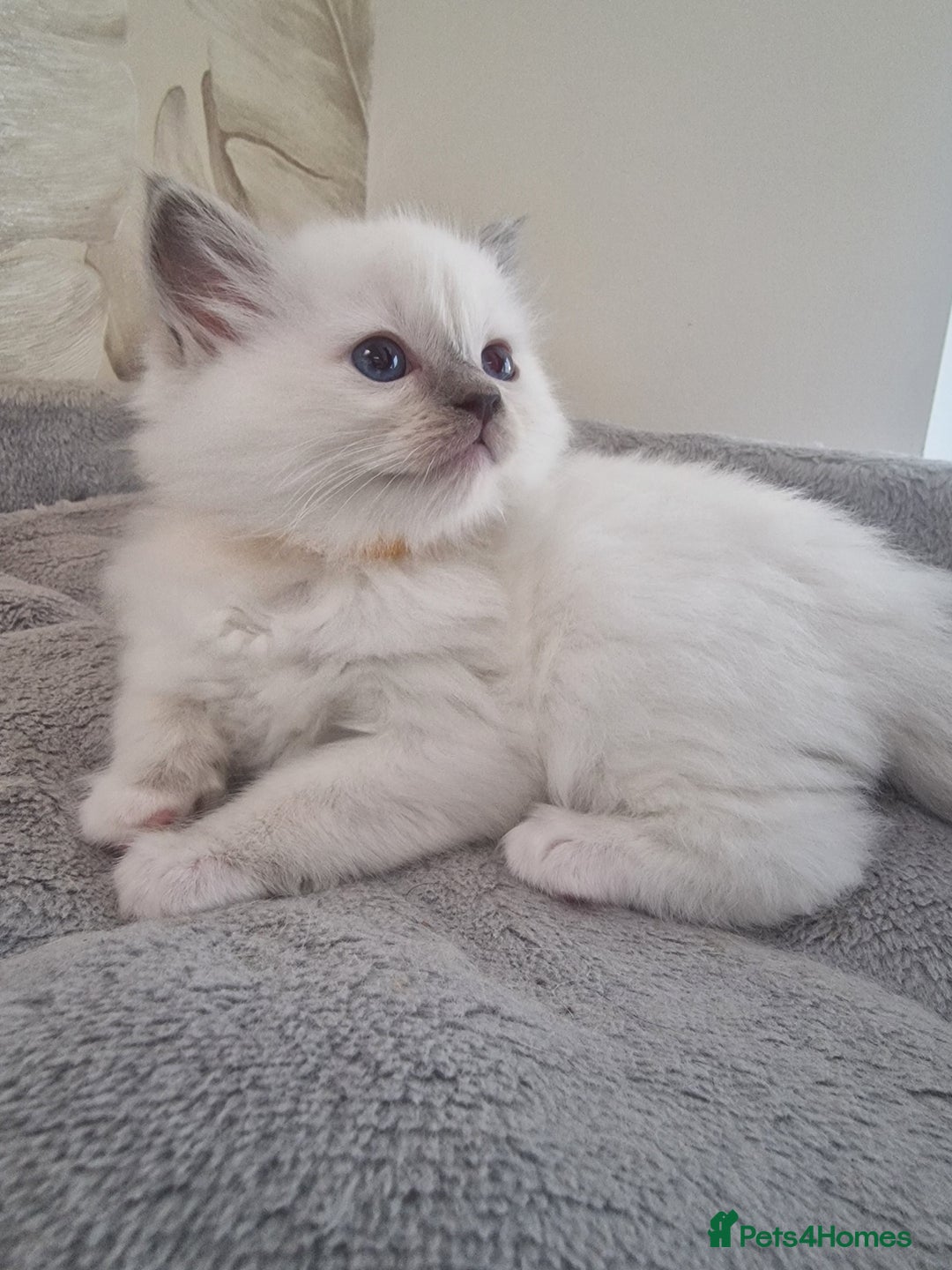 Ragdoll cats for sale: Ready to collect-Blue Point Kittens-Vaccinated - Image 18
