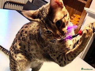 Savannah cats Stunning f3c female savannah - Advert 4