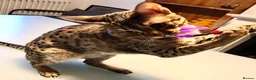 Savannah cats for sale: Stunning f3c female savannah  - Advert 2