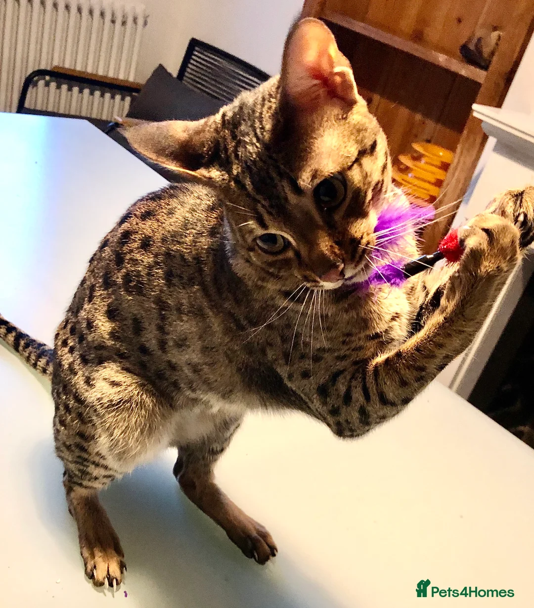 Savannah cats for sale: Stunning f3c female savannah  - Advert 2
