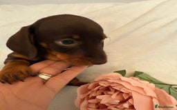 Miniature Dachshund dogs for sale: Stunning miniature dachshunds - tiny parents  - Image 20