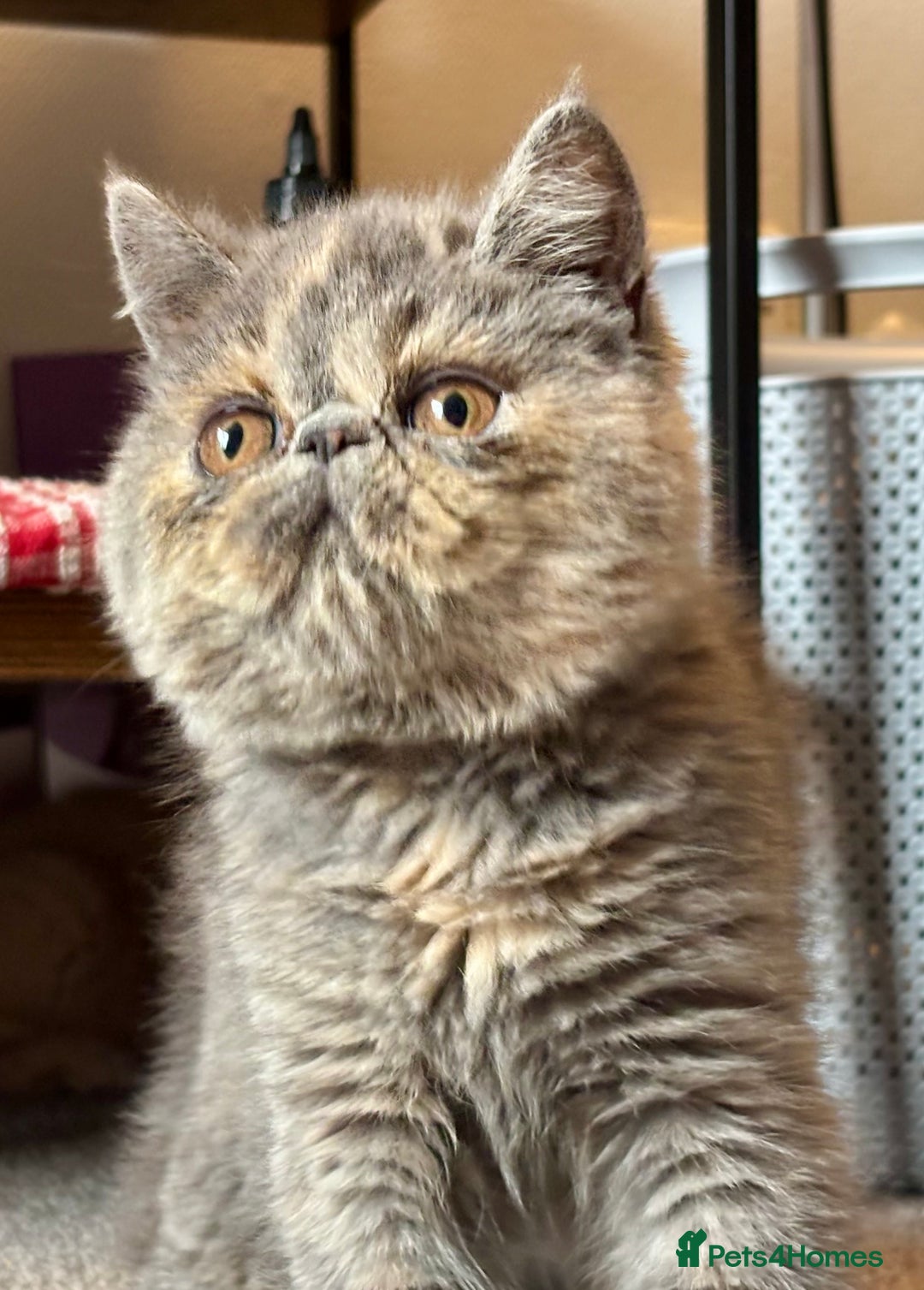 Persian cats for sale: Persian exotic kittens - Image 2