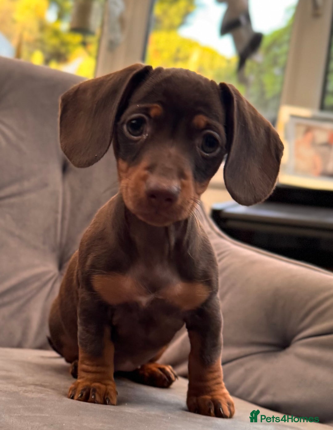 Miniature Dachshund dogs for sale: BEAUTIFUL MINI DACHSHUND PUPPIES READY NOW - Image 18