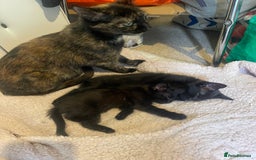 British Shorthair cats for sale: 2 black male kittens  - Image 1