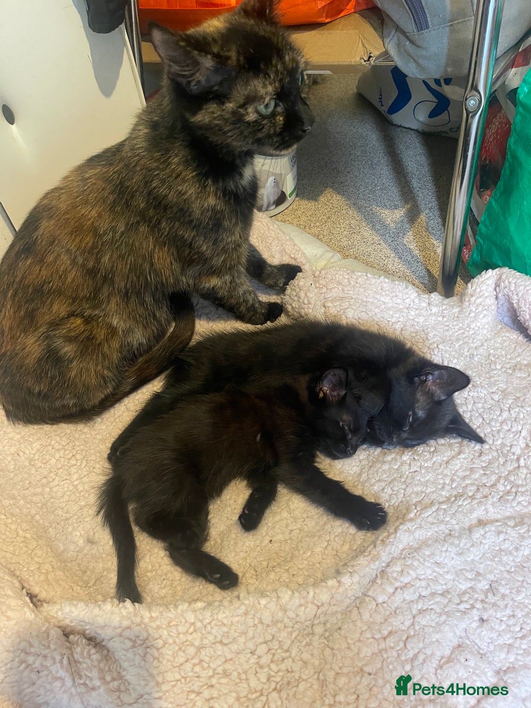 British Shorthair cats for sale: 2 black male kittens  - Image 1