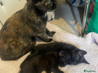 British Shorthair cats - Advert 2