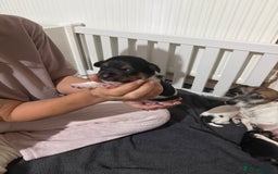 Jack Russell dogs for sale: 3 Jack Russell Puppies  - Image 3