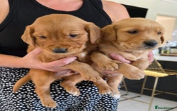 Golden Retriever dogs for sale: Dark Working Golden Retriever puppies  - Image 6