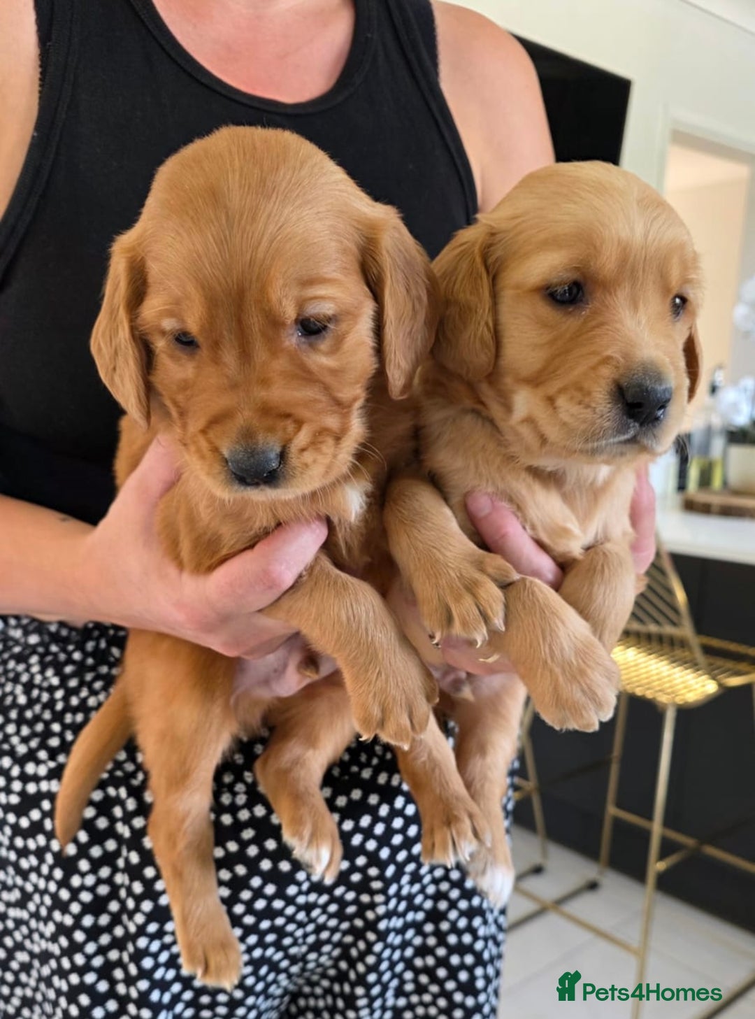 Golden Retriever dogs for sale: Dark Working Golden Retriever puppies  - Image 6