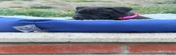 Staffordshire Bull Terrier dogs for sale: Staffordshire Bull Terrier Puppies – 1 Boy&4 Girls - Advert 17