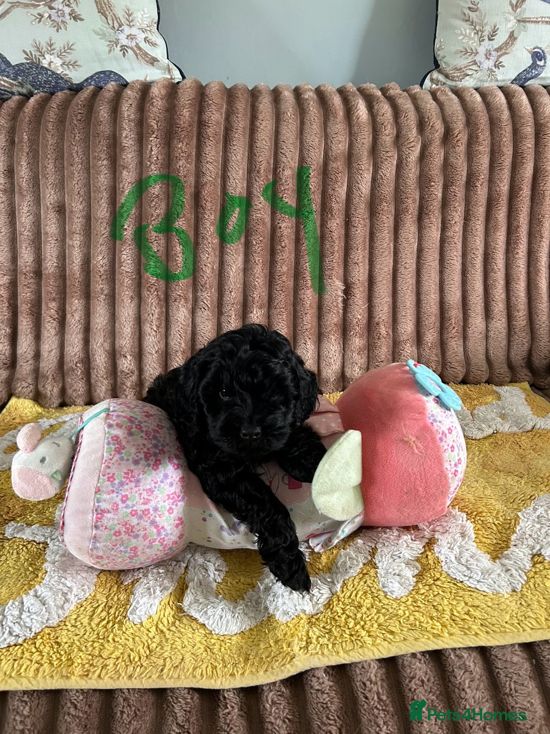 Cockapoo dogs for sale: Cockapoo f1  - Image 10