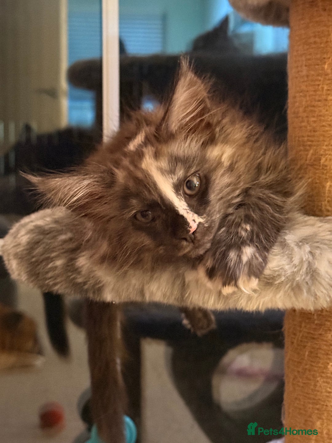 Maine Coon cats for sale: 6 remaining kittens - Advert 26