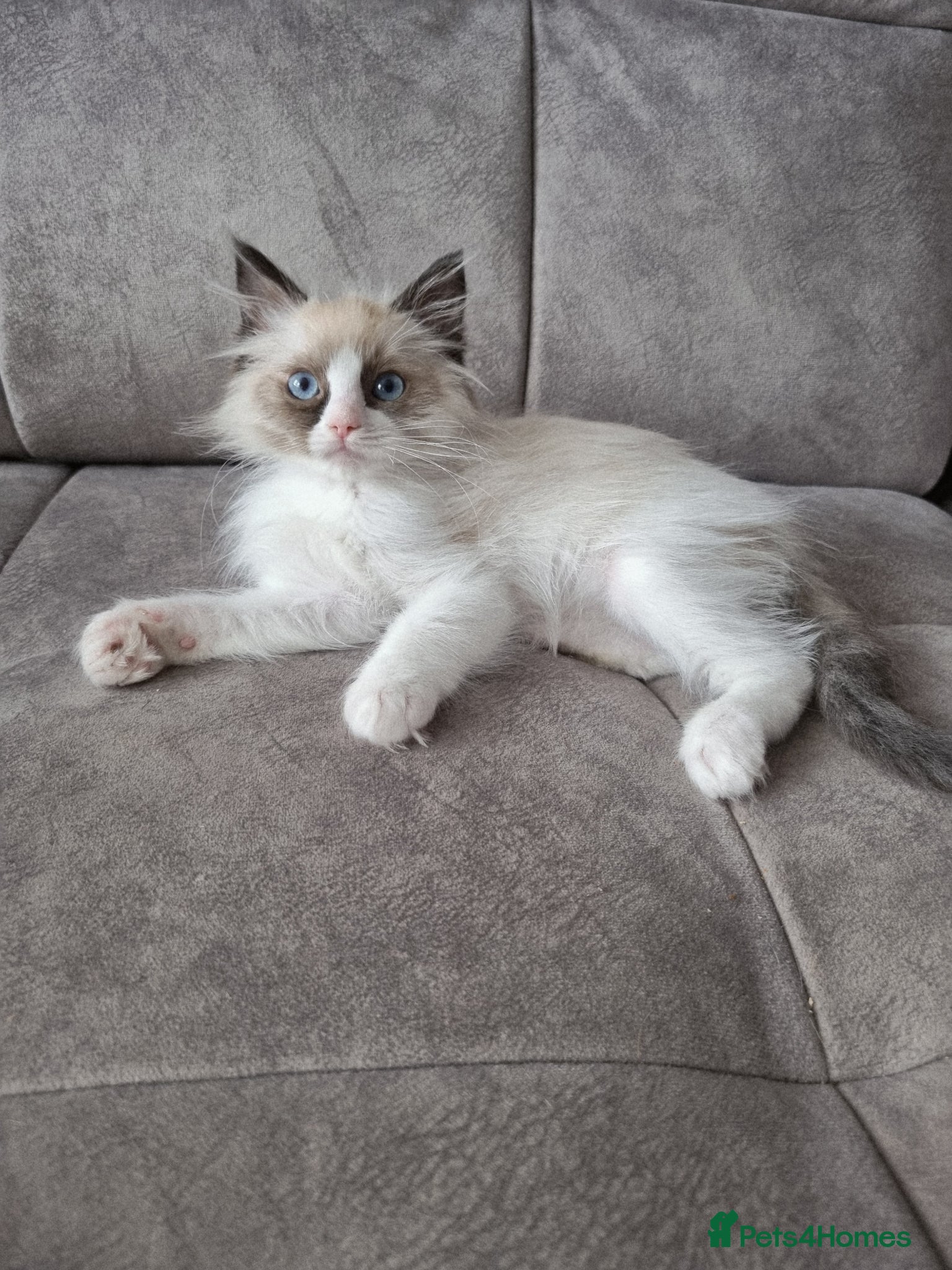 Ragdoll cats Seal Bi-Color Ragdoll boy DNA tested  - Advert 1