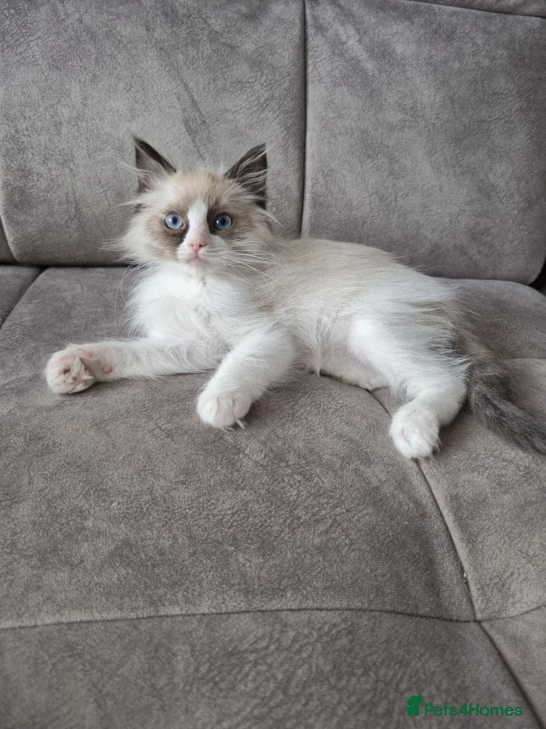 Ragdoll cats for sale: Seal Bi-Color Ragdoll boy DNA tested  - Advert 1
