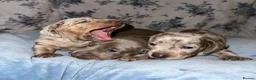 Dachshund dogs for sale: 1 Dachsund left! Ready to leave  - Advert 4