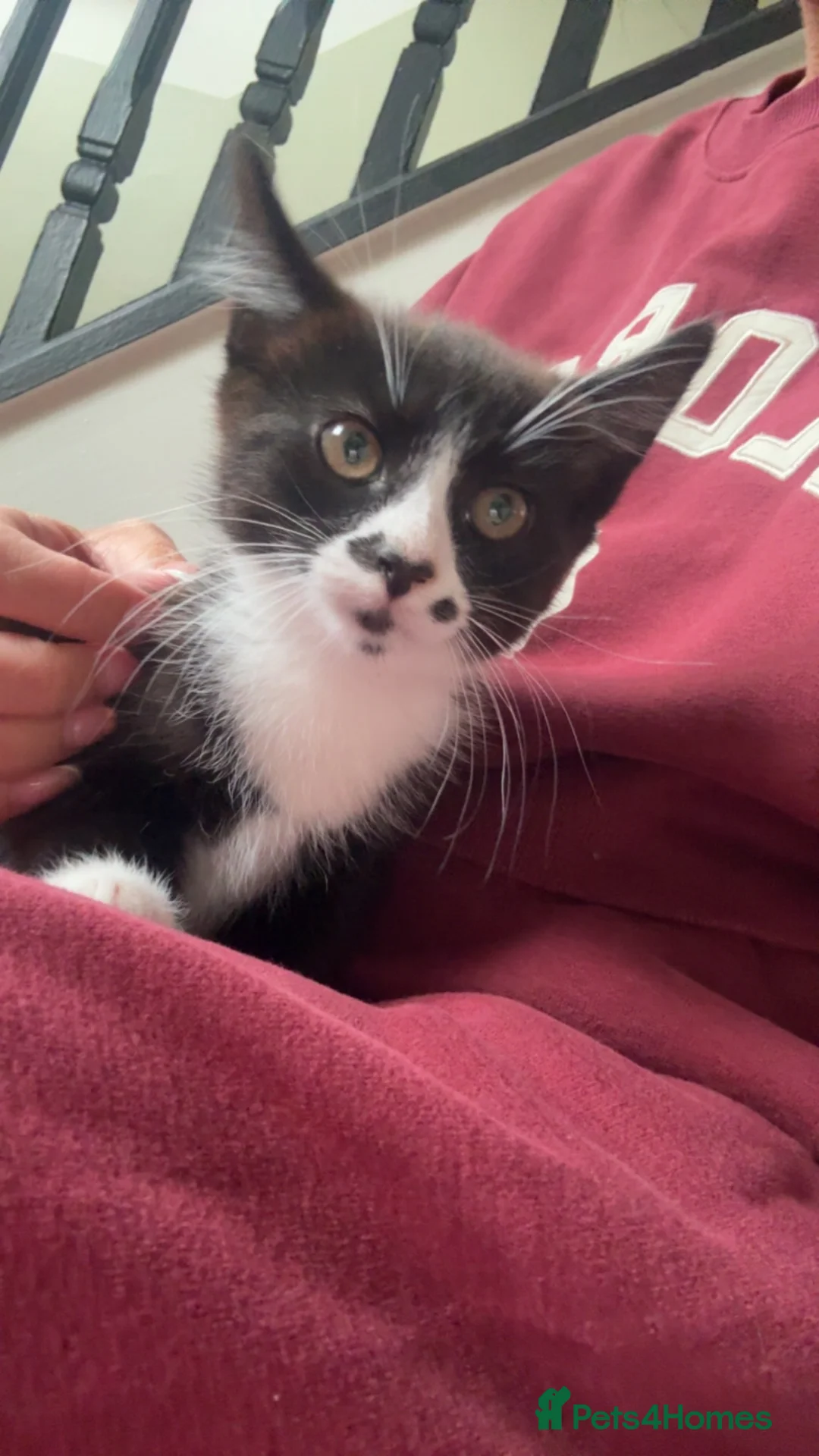 Mixed Breed cats for sale: 16 week old kitten  - Advert 2