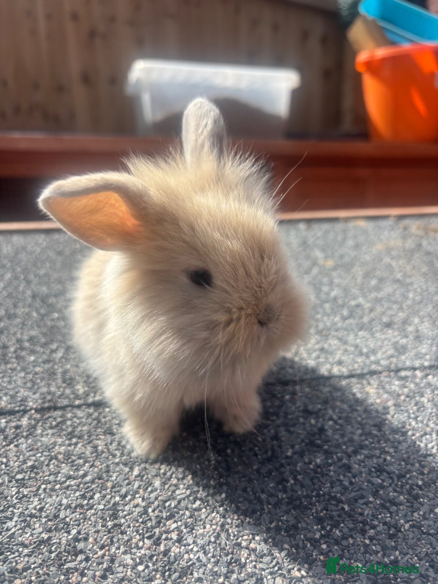 Lionhead rabbits 5 x beautiful baby rabbits  - Advert 2