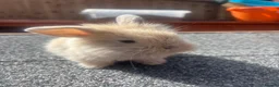 Lionhead rabbits for sale: 5 x beautiful baby rabbits  in Redditch - Advert 2