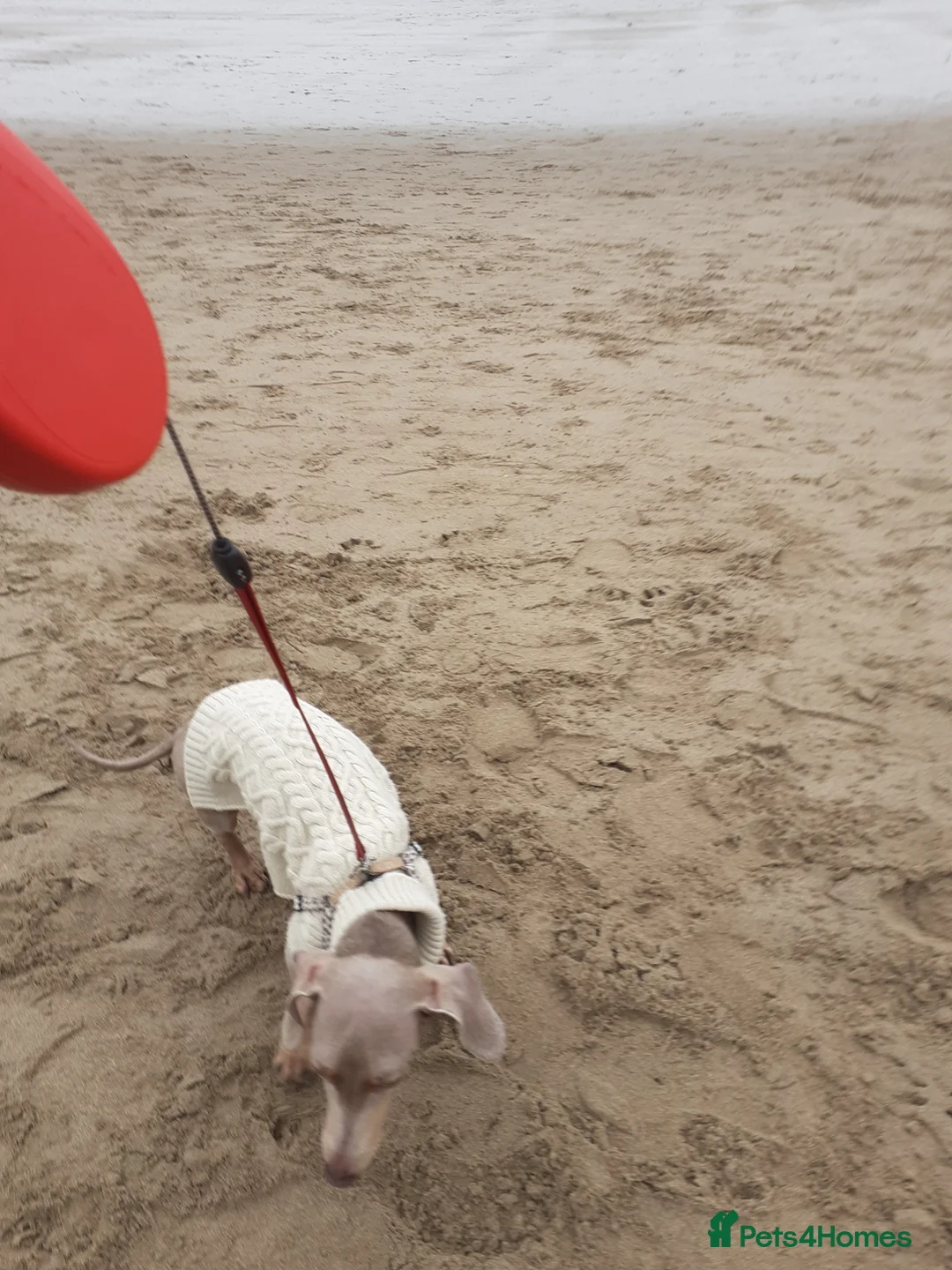 Dachshund dogs for sale: Dauchaund  in New Tredegar - Advert 2