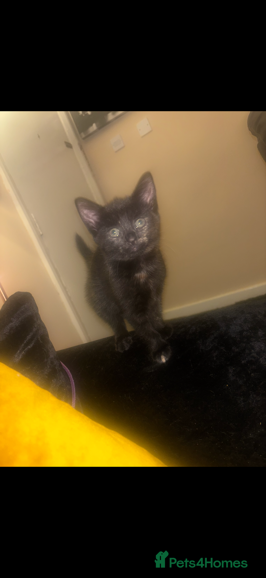 American Shorthair cats for sale: Female kitten for sale  - Advert 2