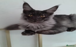 Maine Coon cats for sale: Large Black Smoke maine coon boy TICA 5 Pedigree - Image 1