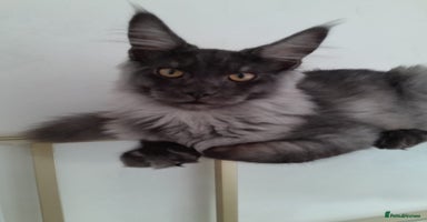 Maine Coon cats - Advert 7
