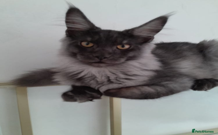 Maine Coon cats - Advert 3