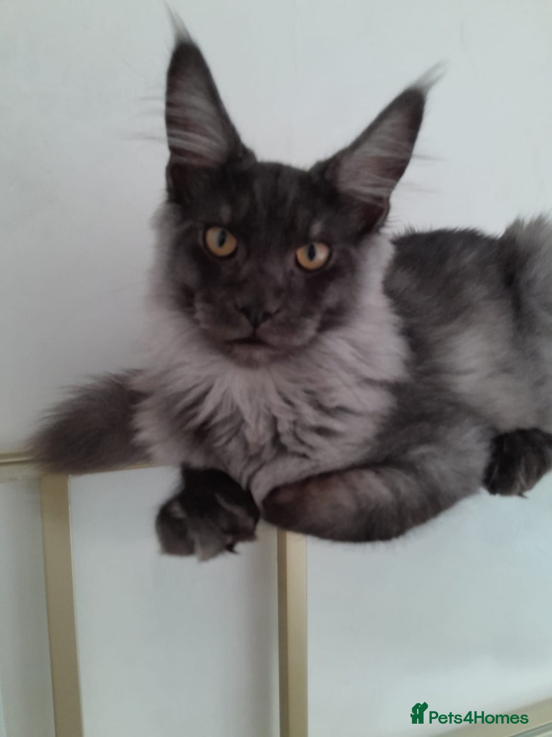 Maine Coon cats for sale: Large Black Smoke maine coon boy TICA 5 Pedigree - Image 1