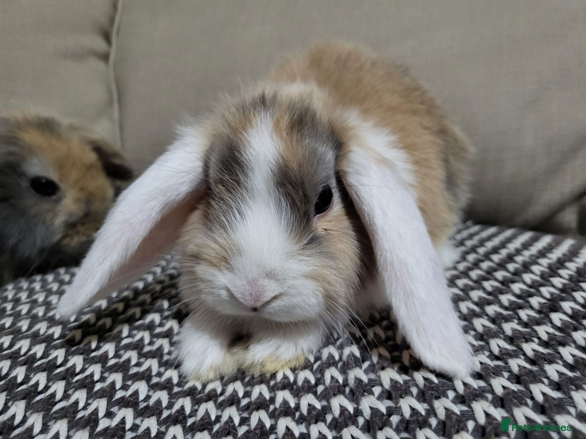 Mini Lop rabbits Adorable Mini Lops - Advert 1