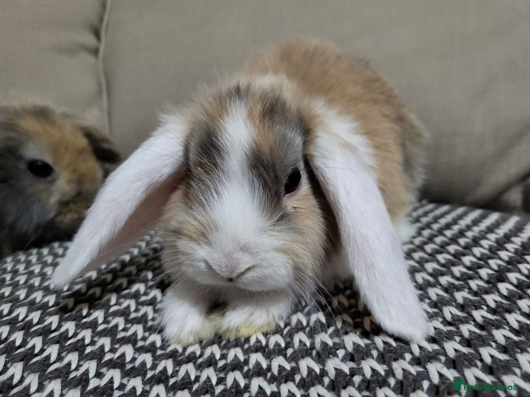 Mini Lop rabbits for sale: Adorable Mini Lops - Advert 1
