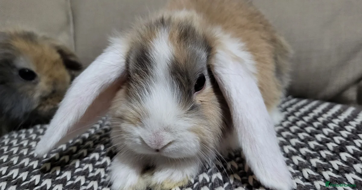 Rabbits for Sale for sale | Pets4Homes
