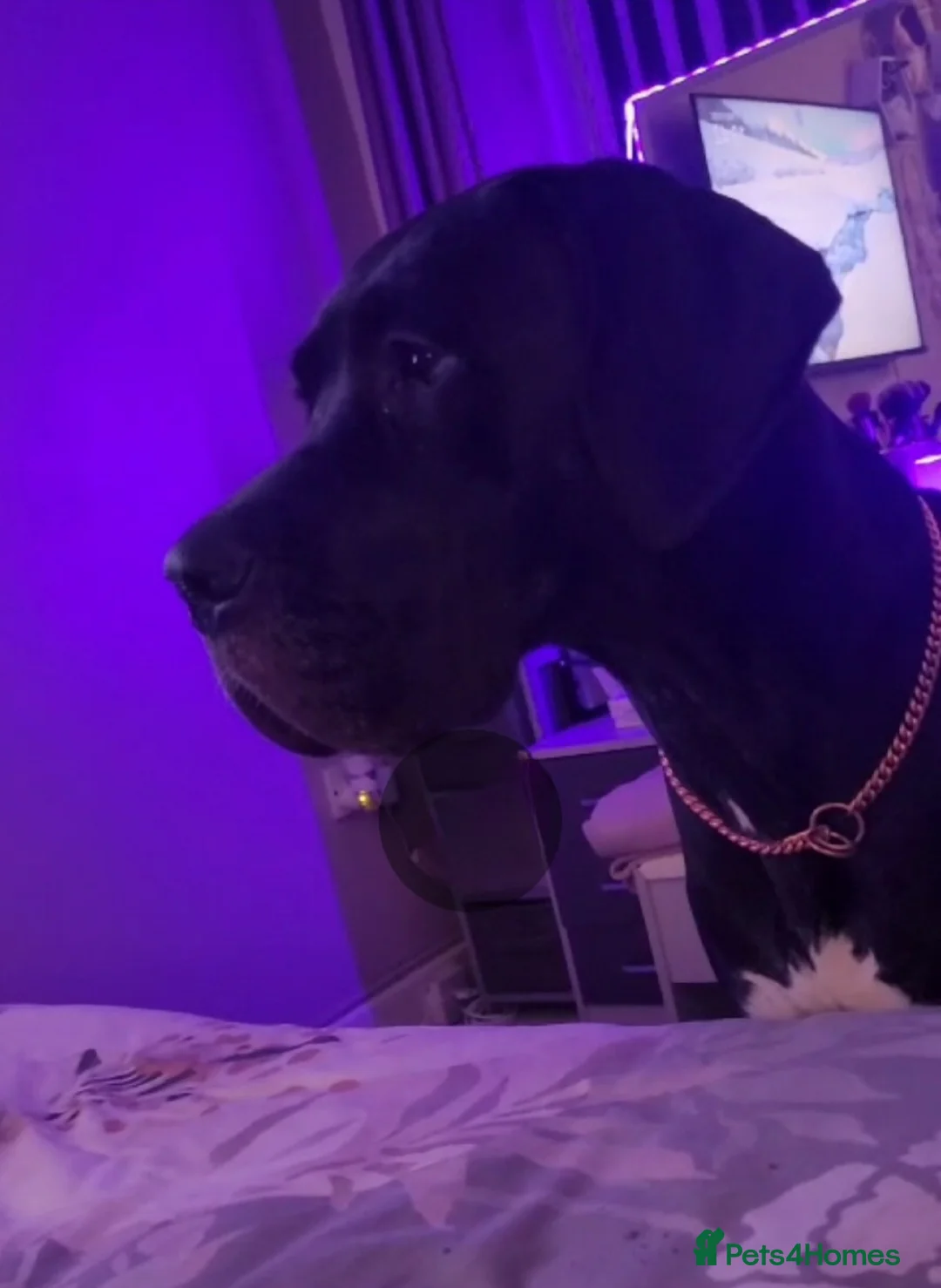 Great Dane dogs for sale: Dolcy - Advert 9