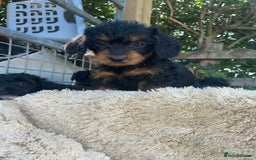 Doxiepoo dogs for sale: Doxiepoos - Image 28