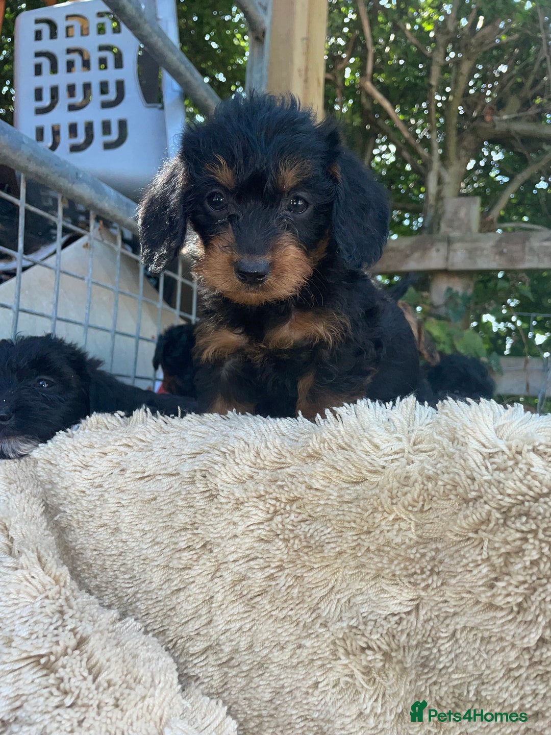 Doxiepoo dogs for sale: Doxiepoos - Image 28