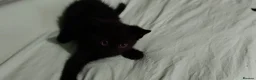 Mixed Breed cats for sale: 3 beautiful kittens £70 each  - Advert 9