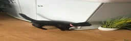Mixed Breed cats for sale: Black Kittens - rescue - Advert 2