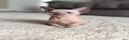Sphynx cats for sale: 3 Girls left TICA Canadian Elf Sphynx  - Advert 3